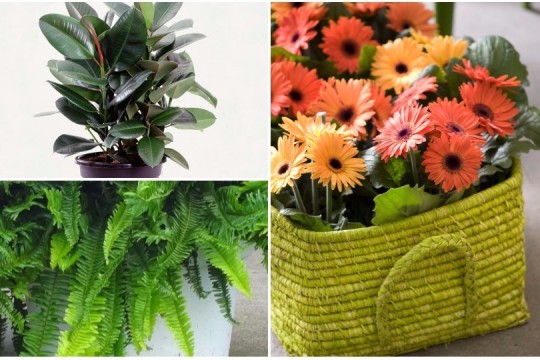 Top 11 cele mai sănătoase plante de apartament