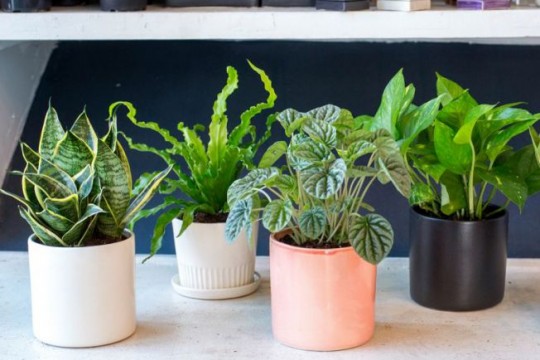 Plante care purifică aerul din casă
