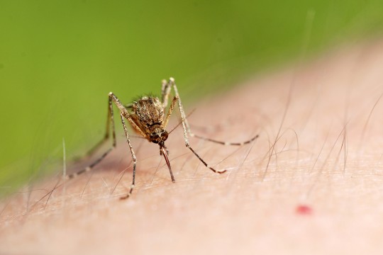 Metode simple și naturale ce te ajută să scapi de țânțari