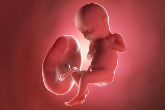 Placenta posterioară: iată tot ce trebuie să cunoști despre ea