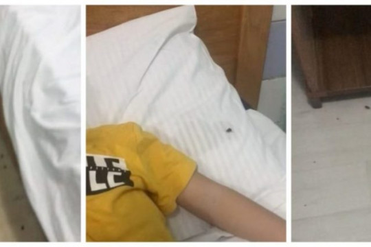 Imagini incredibile: Gândacii forfotesc în paturile copiilor
