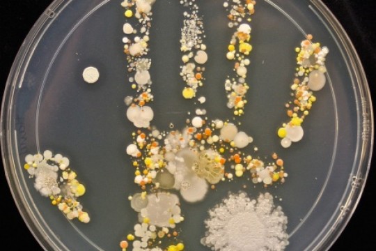 (FOTO) Microorganismele de pe mâinile unui copil