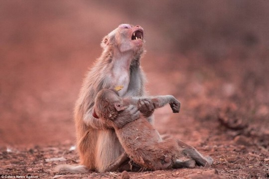 O maimuțică își plânge puiul pe care-l crede mort, lovit de o mașină